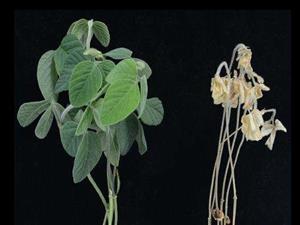 Research finds salt tolerance gene in soybean