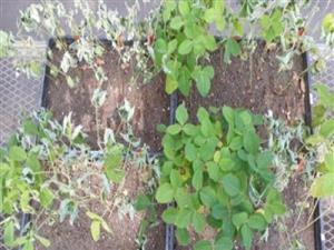 CLIMATE CHANGE PROVIDES GOOD GROWING CONDITIONS FOR CHARCOAL ROT IN SOYBEANS