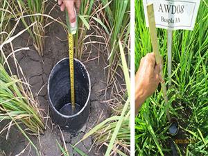 NEW IRRIGATION TECHNIQUE CAN EASE DROUGHT EFFECT ON RICE
