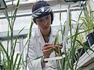 WORLD WIDE SUCCESS IN MUTATION BREEDING FOR FOOD SECURITY