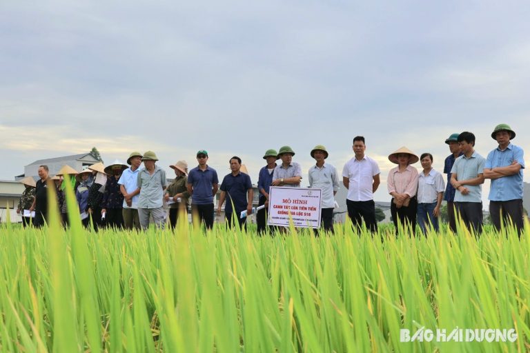 Lúa Gia Lộc 516 phù hợp sản xuất nông nghiệp theo hướng tăng trưởng xanh