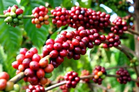 Coffee farmers to brew success