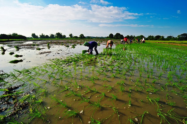 Crop models underestimate climate change impact on global rice production