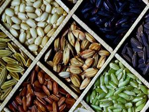 3,000 RICE GENOME SEQUENCES MADE PUBLICLY AVAILABLE ON WORLD HUNGER DAY
