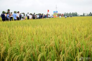 Giống lúa thuần chất lượng cao HDT10 và HD11 tại Yên Thành đạt năng suất cao