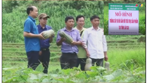 Mô hình trồng cây Bí Đỏ gắn với tiêu thụ sản phẩm tại tỉnh Lào Cai