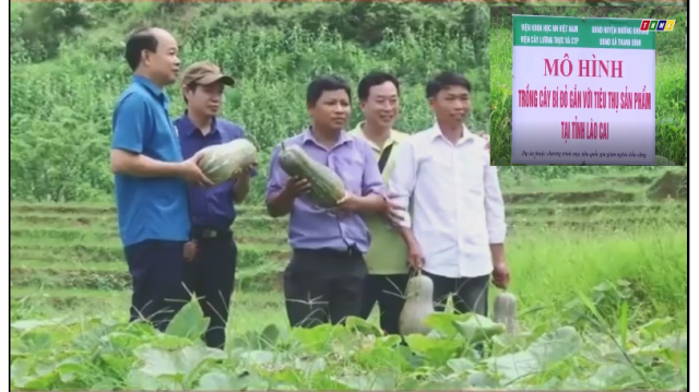 Mô hình trồng cây Bí Đỏ gắn với tiêu thụ sản phẩm tại tỉnh Lào Cai